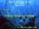 Bài giảng Động vật không xương: Ngành sứa lược - GV. Điền Huỳnh Ngọc Tuyết