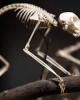 Ebook  Động vật học -  Động vật có xương sống: Phần 1